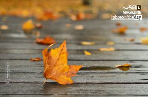 Autumn Leaf, by Munish Singla Autumn Leaf, by Munish Singla - Nature Photography, Autumn Photography, Photo of the Day, Photography Awards, Landscape Photography