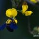 The Blue-winged Bee, by Shahnaz Parvin The Blue-winged Bee, by Shahnaz Parvin - Photojournalism, Nature Photography, Close-up Photography, Photography Awards, Light & Composition