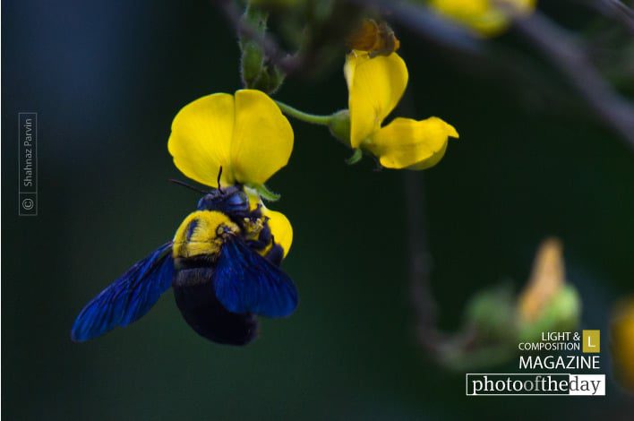The Blue-winged Bee, by Shahnaz Parvin The Blue-winged Bee, by Shahnaz Parvin - Photojournalism, Nature Photography, Close-up Photography, Photography Awards, Light & Composition