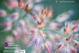 Photo of the Month | 24th Month Photo of the Month | 24th Month - Photo of the Month, Photography Awards, Photojournalism, Art Photography, Online Photography Courses