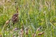 Wildlife Photography, Nature Photography, Photojournalism, Photography Awards, Photo of the Day – Camouflaged, by Kurien Koshy Yohannan Camouflaged, by Kurien Koshy Yohannan - Wildlife Photography, Nature Photography, Photojournalism, Photography Awards, Photo of the Day