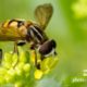 Bee in Shades of Green, by Shahnaz Parvin Bee in Shades of Green, by Shahnaz Parvin - Photojournalism, Nature Photography, Close-up Photography, Photography Awards, Light & Composition