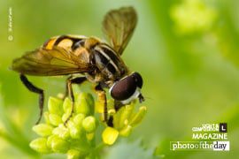 Bee in Shades of Green, by Shahnaz Parvin - Photojournalism, Nature Photography, Close-up Photography, Photography Awards, Light & Composition
