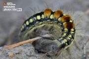 Close-up Photography, Photo of the Day, Award Winning Photography, Nature Photography, Macro Photography – Tropical Caterpillar, by Shahnaz Parvin Tropical Caterpillar, by Shahnaz Parvin - Close-up Photography, Photo of the Day, Award Winning Photography, Nature Photography, Macro Photography