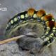 Tropical Caterpillar, by Shahnaz Parvin Tropical Caterpillar, by Shahnaz Parvin - Close-up Photography, Photo of the Day, Award Winning Photography, Nature Photography, Macro Photography