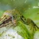 Hasankeyf Frog by Mehmet Masum Suer - Photojournalism, Photo of the Day,  Environmental Photography, Mehmet Masum Suer, Art Photography
