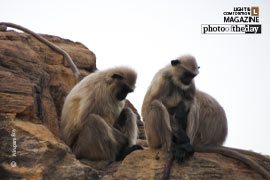 Unnatural Sleep by Nirupam Roy - Wildlife Photography, Photo of the Day, Photography Awards,  Art Photography, Online Photography Courses