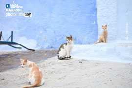 The Show is On, by Faisal Khan - Street Photography, Photo of the Day, Photography Awards, Art Photography, Photojournalism