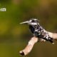 Pied Kingfisher by Kurien Koshy Yohannan - Wildlife Photography, Nature Photography, Photo of the Day, Kingfisher Photography, Bird Photography
