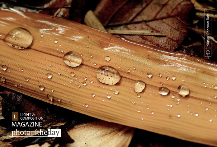 A Few Drops of Rain by Saniar Rahman Rahul A Few Drops of Rain by Saniar Rahman Rahul - Nature Photography, Photography Awards, Photo of the Day, Art Photography, Online Photography Courses