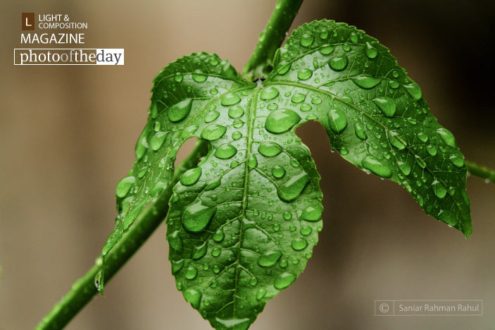 After the Rain, by Saniar Rahman Rahul - Nature Photography, Photo of the Day, Photography Awards, Art Photography, Photojournalism