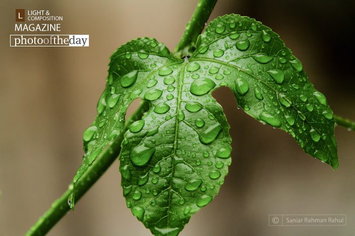 Rain Drops Keep Falling After the Rain, by Saniar Rahman Rahul - Nature Photography, Photo of the Day, Photography Awards, Art Photography, Photojournalism