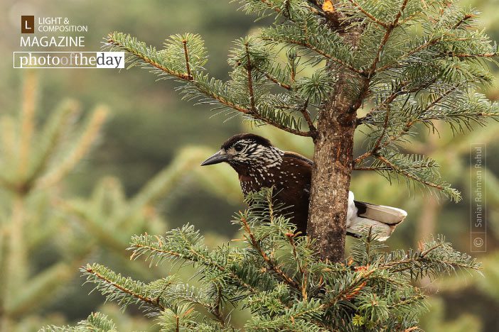 Nutcracker, by Saniar Rahman Rahul Nutcracker, by Saniar Rahman Rahul - Wildlife Photography, Bird Photography, Photo of the Day, Nutcracker, Photography Awards