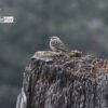 Olive-backed Pipit, by Saniar Rahman Rahul - Wildlife Photography, Olive-backed Pipit, Photo of the Day, Bird Photography, Nature Photography