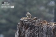 Wildlife Photography, Olive-backed Pipit, Photo of the Day, Bird Photography, Nature Photography – Olive-backed Pipit, by Saniar Rahman Rahul Olive-backed Pipit, by Saniar Rahman Rahul - Wildlife Photography, Olive-backed Pipit, Photo of the Day, Bird Photography, Nature Photography