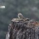 Olive-backed Pipit, by Saniar Rahman Rahul - Wildlife Photography, Olive-backed Pipit, Photo of the Day, Bird Photography, Nature Photography