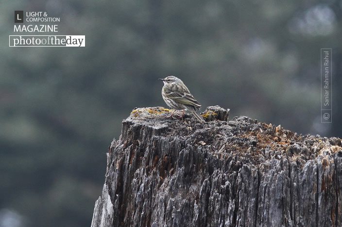 Olive-backed Pipit, by Saniar Rahman Rahul Olive-backed Pipit, by Saniar Rahman Rahul - Wildlife Photography, Olive-backed Pipit, Photo of the Day, Bird Photography, Nature Photography