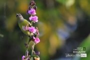 Wildlife Photography, Purple Rumped Sunbird, Nature Photography, Photo of the Day, Photography Awards – Purple Rumped Sunbird, by Saniar Rahman Rahul Purple Rumped Sunbird, by Saniar Rahman Rahul - Wildlife Photography, Purple Rumped Sunbird, Nature Photography, Photo of the Day, Photography Awards