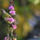 Purple Rumped Sunbird, by Saniar Rahman Rahul Purple Rumped Sunbird, by Saniar Rahman Rahul - Wildlife Photography, Purple Rumped Sunbird, Nature Photography, Photo of the Day, Photography Awards