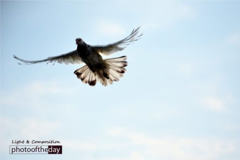 Reach for the Sky, by Yasef Imroze - Conceptual Photography, Photo of the Day, Photography Awards, Art Photography, Photojournalism