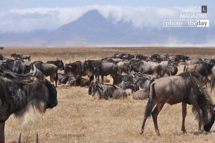 Before Migration, by Ryszard Wierzbicki Before Migration, by Ryszard Wierzbicki - Wildlife Photography, Photojournalism, Photography Awards, Photo of the Day, Award-Winning Photography