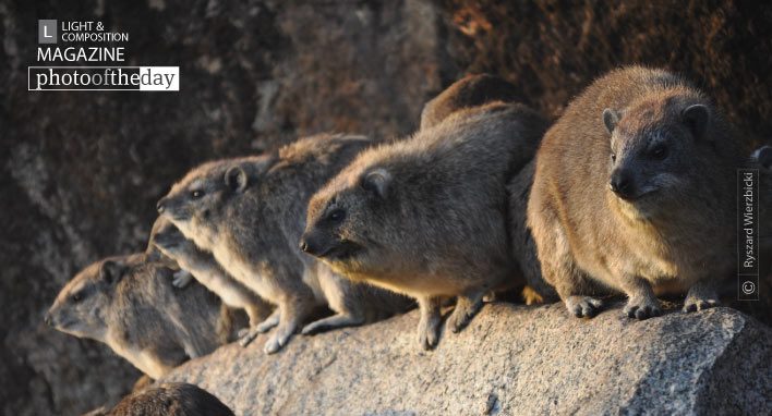 Constant Sitters by Ryszard Wierzbicki Constant Sitters by Ryszard Wierzbicki - Wildlife Photography, Photo of the Day, Award Winning Photography, Nature Photography, Ryszard Wierzbicki