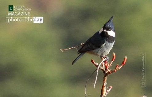 Coal Tit by Saniar Rahman Rahul - Coal Tit, Wildlife Photography, Nature Photography, Photo of the Day, Photography Awards
