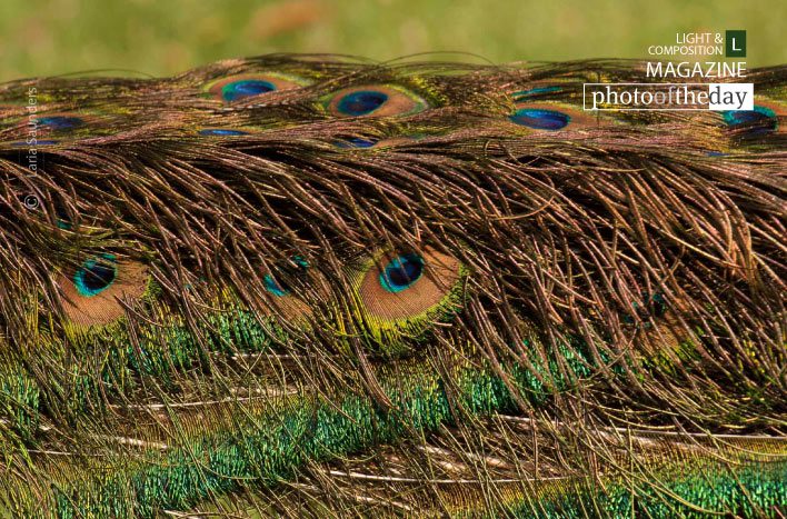 Bed of Beauty, by Laria Saunders Bed of Beauty, by Laria Saunders - Photography Awards, Color Photography, Photo of the Day, Art Photography,  Photography Education