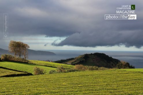 Azores Tea Farm, by Hugo Baptista - Landscape Photography, Azores Photography, Photo of the Day, Award Winning Photography, Nature Photography