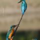 Fishing in Pair by Nirupam Roy - Wildlife Photography, Bird Photography, Photo of the Day, Nature Photography, Photography Awards