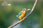 Priceless Catch by Nirupam Roy - Wildlife Photography, Photography Awards, Photo of the Day, Nature Photography, Art Photography