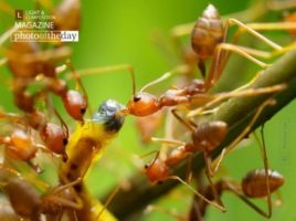 Red Feast, by Ahmad Jaa