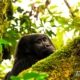 Last of the Mountain Gorillas, by Dimitrios Zavos Last of the Mountain Gorillas, by Dimitrios Zavos - Mountain Gorillas, Wildlife Photography, Nature Photography, Photojournalism, Photography Awards