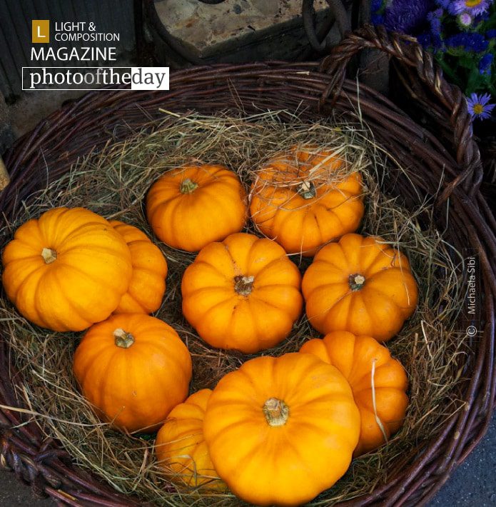 I Love Autumn, by Michaela Sibi - Still Life Photography, Photography Award, Photo of the Day, Autumn Photography, Art Photography