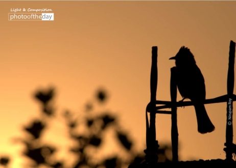 Thinking at the Sunset, by Nirupam Roy - Silhouette Photography, Artistic Photography, Photo of the Day, Photography Awards, Online Photography Courses