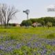 Mill, Horse and Bluebonnet, by Oscar Garcia - Nature Photography, Photography Awards, Photo of the Day, Art Photography, Online Photography Courses