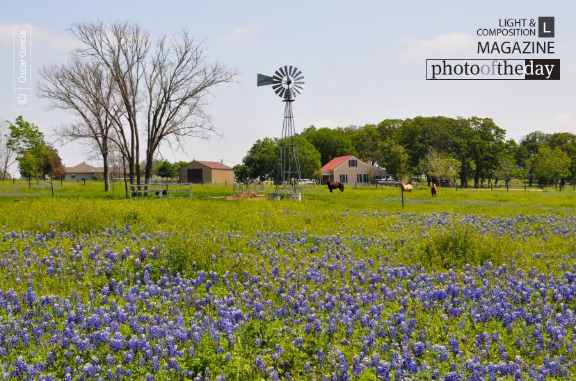 Mill, Horse and Bluebonnet, by Oscar Garcia - Nature Photography, Photography Awards, Photo of the Day, Art Photography, Online Photography Courses