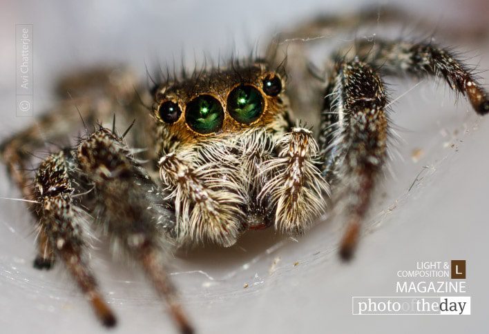 Jumping Spider, by Avi Chatterjee Jumping Spider, by Avi Chatterjee - Close-up Photography, Macro Photography, Nature Photography, Photo of the Day, Photography Awards