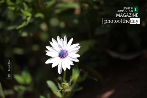 Rays of Hope, by Faisal Khan - Nature Photography, Photography Awards, Photo of the Day, Art Photography, Online Photography Courses