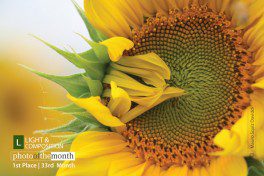 Sunflower, by Mauro Squiz Daviddi Sunflower, by Mauro Squiz Daviddi - Sunflower Photography, Art Photography, Close-up Photography, Photo of the Day, Photography Awards