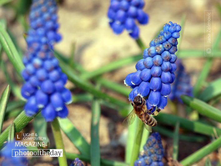 Yummy, by Jana Z Yummy, by Jana Z - Close-up Photography, Photo of the Day, Photography Awards, Nature Photography, Macro Photography