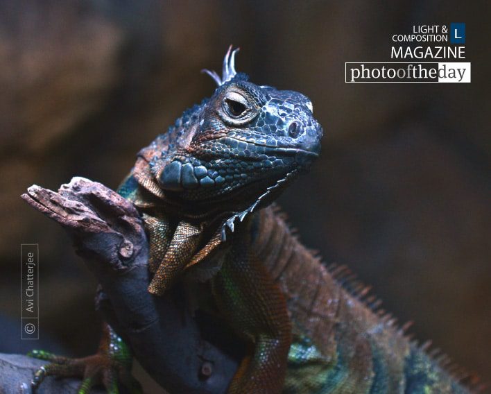 The Inquisitive One, by Avi Chatterjee The Inquisitive One, by Avi Chatterjee - Wildlife Photography, Photo of the Day, Photography Awards, Nature Photography, Art Photography