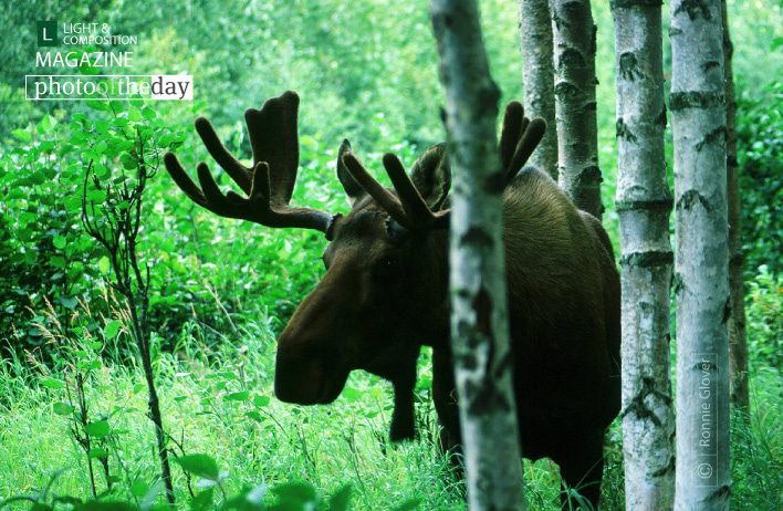 Bull Moose, by Ronnie Glover Bull Moose, by Ronnie Glover - Wildlife Photography, Nature Photography, Photo of the Day, Photography Awards, Bull Moose