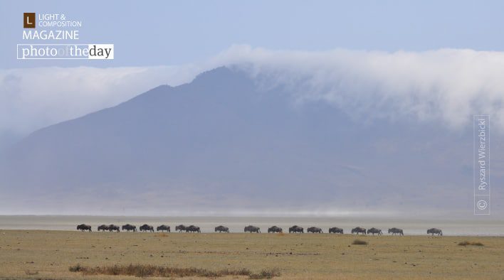 Migration Caravan, by Ryszard Wierzbicki Migration Caravan, by Ryszard Wierzbicki - Wildlife Photography, Photojournalism, Nature Photography, Award Winning Photography, Photography Awards