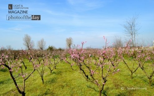 Pink Petals, by Sandra Frimpong - Nature Photography, Photography Awards, Photo of the Day, Art Photography, Online Photography Courses