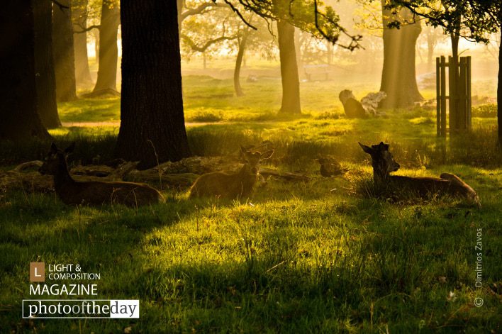 Deer in the Morning Light, by Dimitrios Zavos Deer in the Morning Light, by Dimitrios Zavos - Wildlife Photography, Nature Photography, Photo Award, Photography Awards, Deer Photography