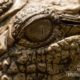 Crocodile's Eye, by Bashar Alaeddin - Close-up Photography, Wildlife Photography, Macro Photography, Photo of the Day, Photography Awards