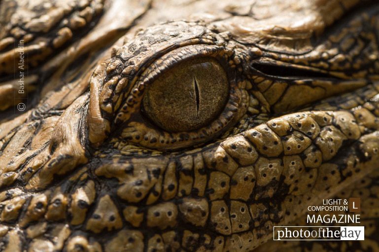 Crocodile's Eye, by Bashar Alaeddin - Close-up Photography, Wildlife Photography, Macro Photography, Photo of the Day, Photography Awards