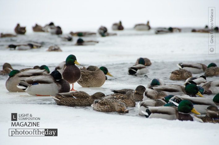 The Only Duck Standing, by Gino Franco Velasco The Only Duck Standing, by Gino Franco Velasco - Wildlife Photography, Nature Photography, Photo of the Day, Photography Awards, Award Winning Photography