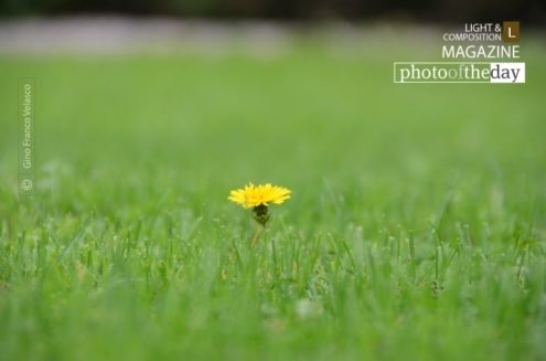 A Lone Flower, by Gino Franco Velasco - Photography, Color Photography, Nature Photography, Photo of the Day, Award-Winning Photography